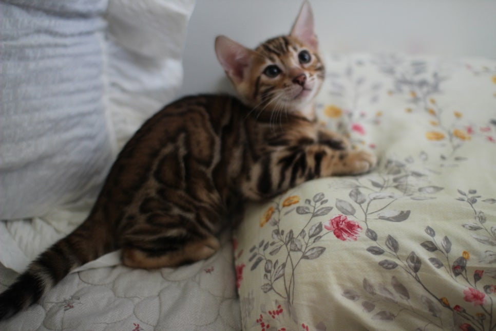 애교만점 개냥이 뱅갈고양이 남아 순둥군 분양해요~ 관련 이미지 2