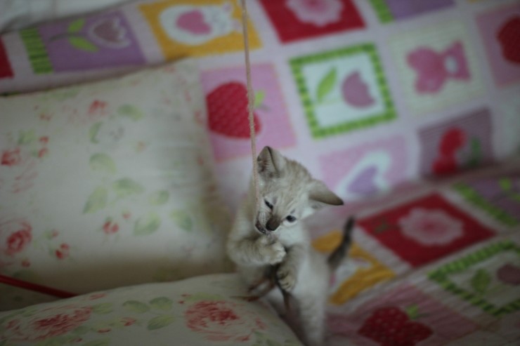 뱅갈고양이 분양 진정한 개냥이란? 관련 이미지 3