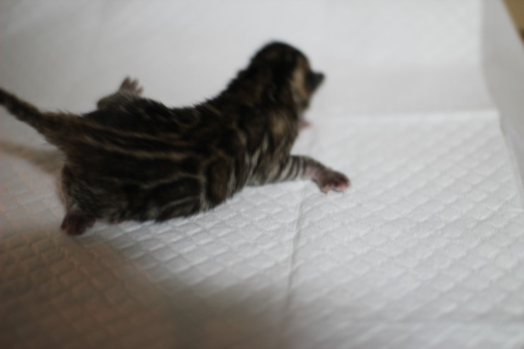 뱅갈고양이 꼬물이 태어났습니다~ 관련 이미지 2