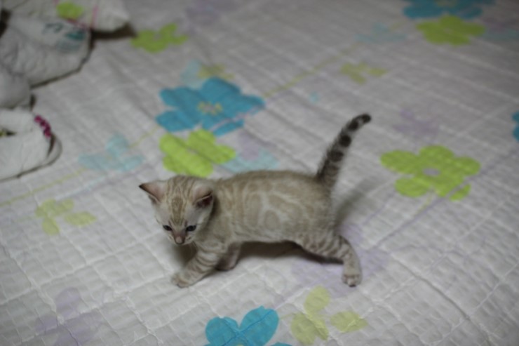 실링스 스노우 뱅갈고양이 남아예요~ 관련 이미지 16