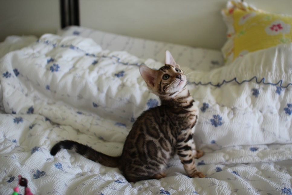 브라운 뱅갈고양이 자매 분양합니다~ 관련 이미지 6