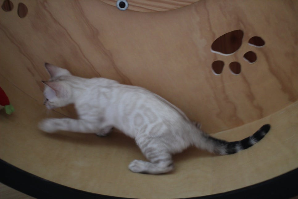 스노우뱅갈고양이 고급스러움을 자아내는 아이들 관련 이미지 7