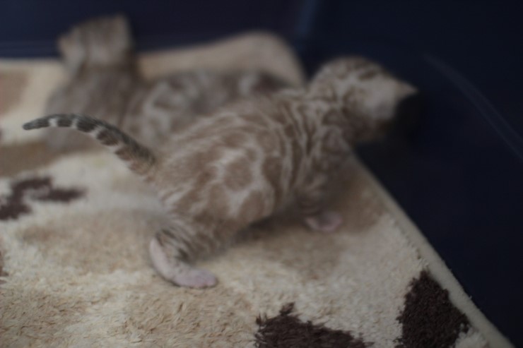 실밍크 스노우뱅갈고양이 분양 천사냥이 4남매 관련 이미지 10