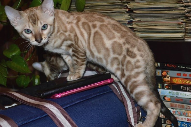 이번달에 들어오는 실밍크 뱅갈고양이 super hero 입니다^^ 관련 이미지 1