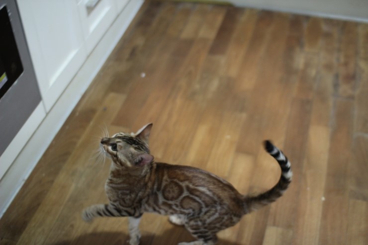 소유뱅갈고양이 캐터리 스텔라~ 관련 이미지 5