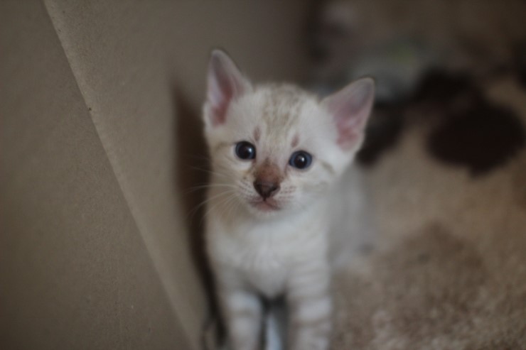 뱅갈고양이 꼬맹이들 많이 컸어요~ 관련 이미지 15