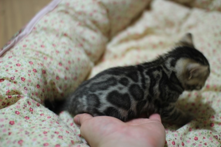 뱅갈고양이 분양 꼬맹이 자매예요~ 관련 이미지 14