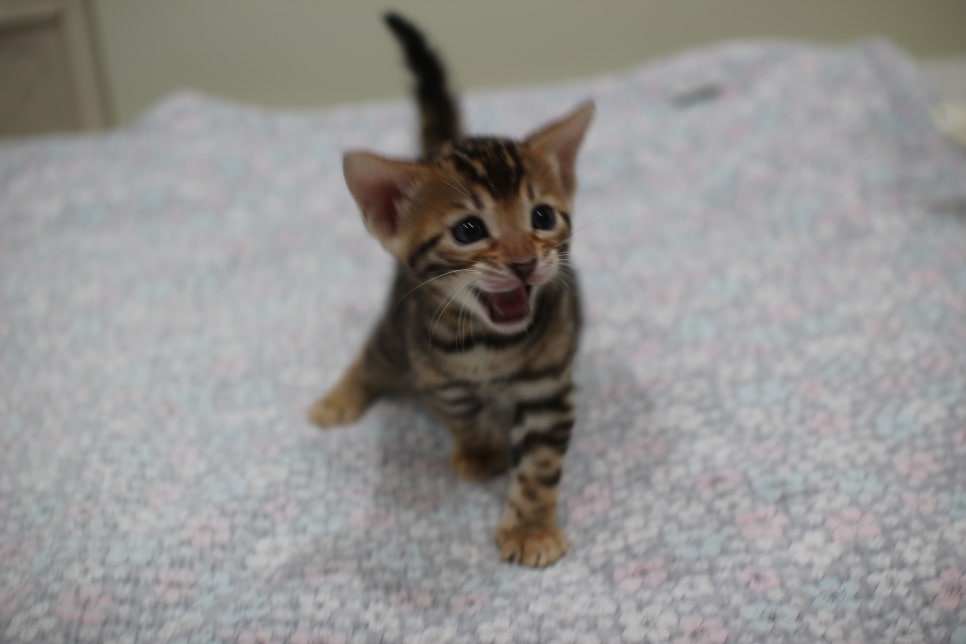 브라운 뱅갈고양이 여아1 분양해요~ 관련 이미지 1