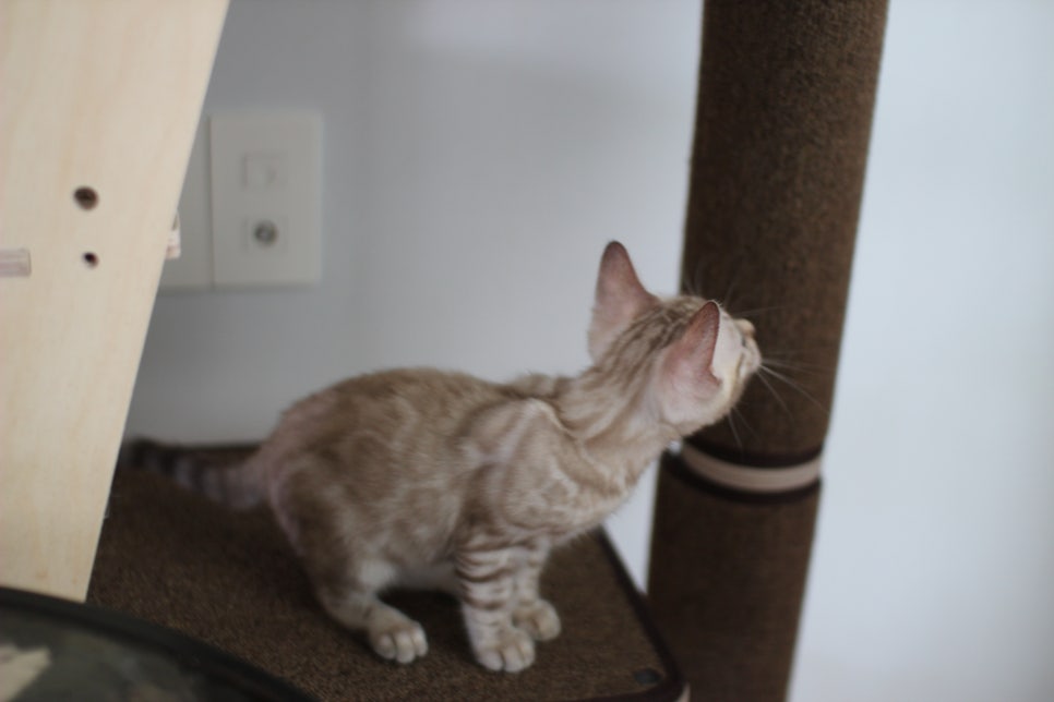 요정같이 생긴 실밍크뱅갈고양이 여아 분양해요~ 관련 이미지 19