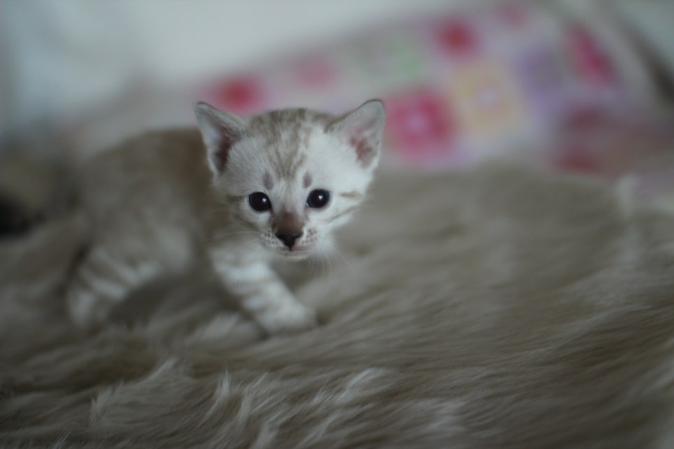 뱅갈고양이분양 멋진 빅로젯 아이들~ 관련 이미지 7