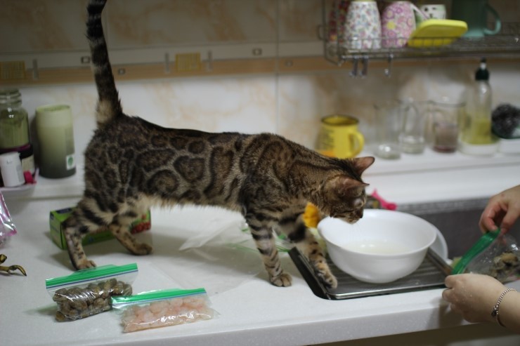 뱅갈고양이 여아 리엔과 영웅이예요~ 관련 이미지 9