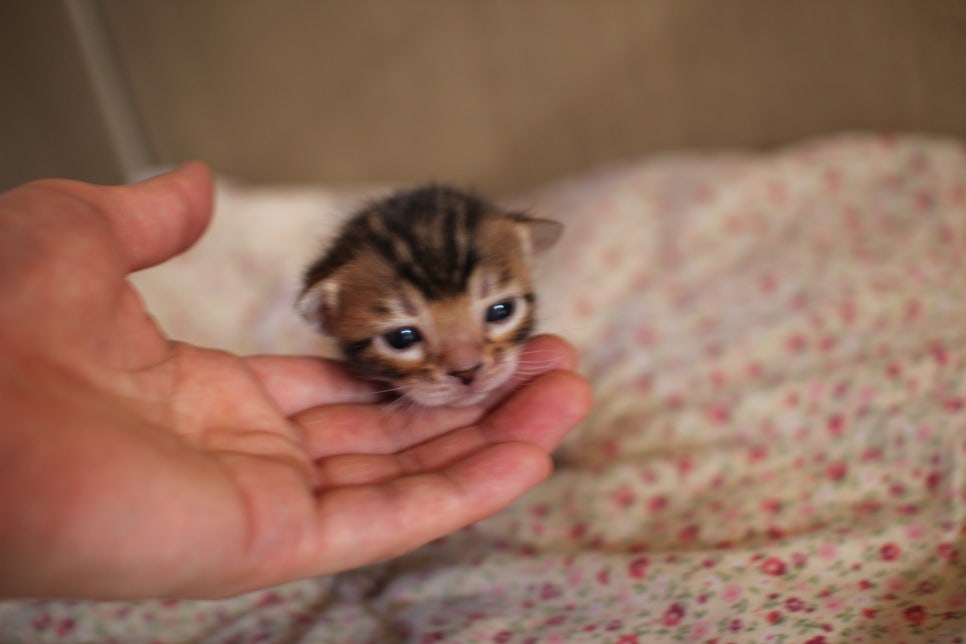 브라운뱅갈고양이 여아 분양해요~ 관련 이미지 2