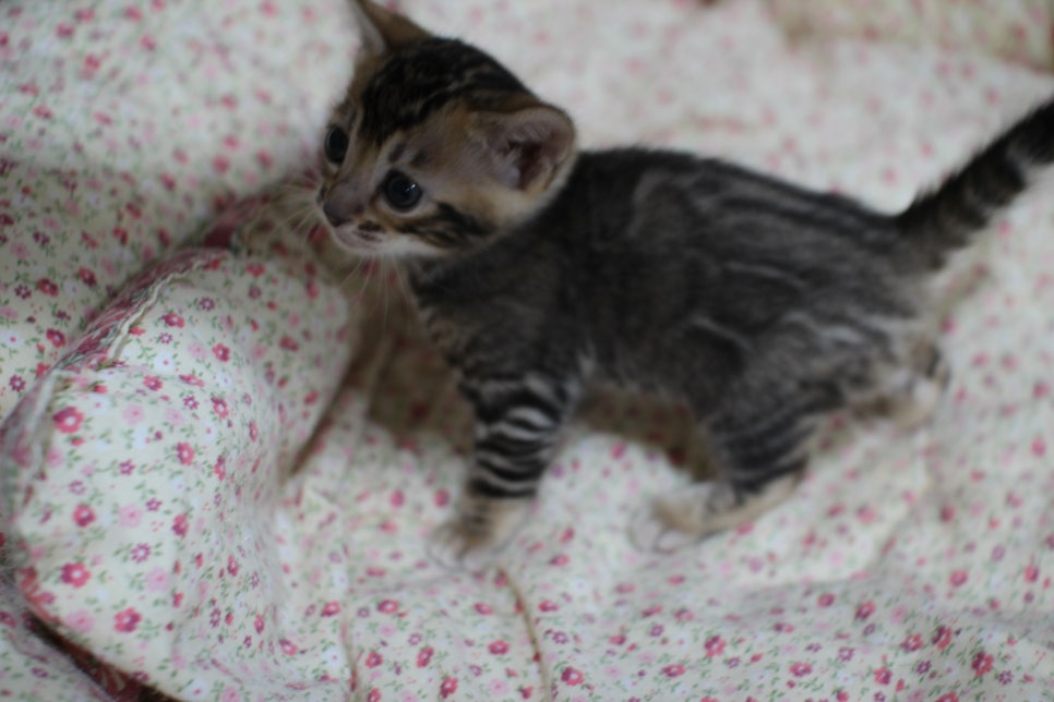 눈망울이 초롱초롱~ 관련 이미지 5