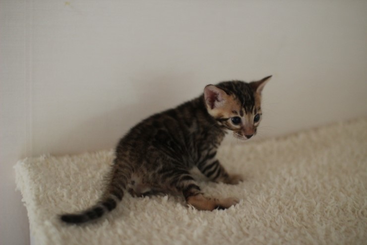 뱅갈고양이 꼬맹이 남아 ~~ 관련 이미지 2