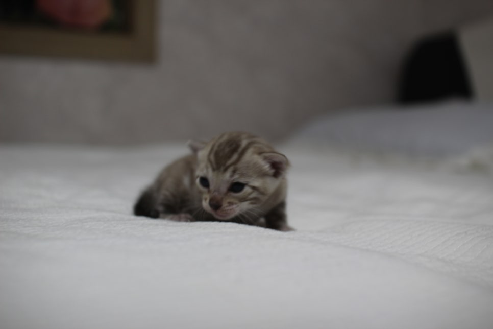 밍크뱅갈고양이 여아 분양 합니다~ 관련 이미지 7