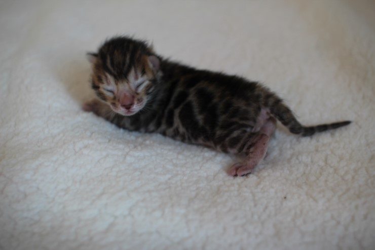 실버,브라운 뱅갈고양이 꼬물이들 사진 입니다 관련 이미지 23