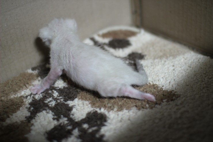 실링스 뱅갈고양이 꼬물이 여아예요~ 관련 이미지 2