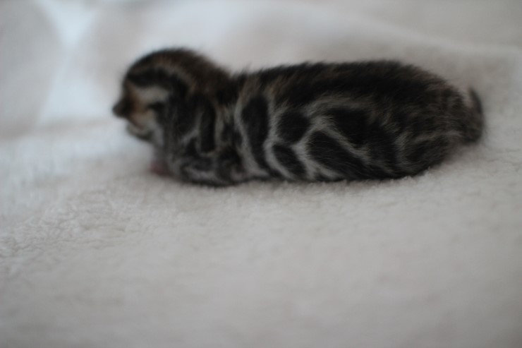 소유뱅갈고양이 캐터리 키튼들 입니다~ 관련 이미지 19