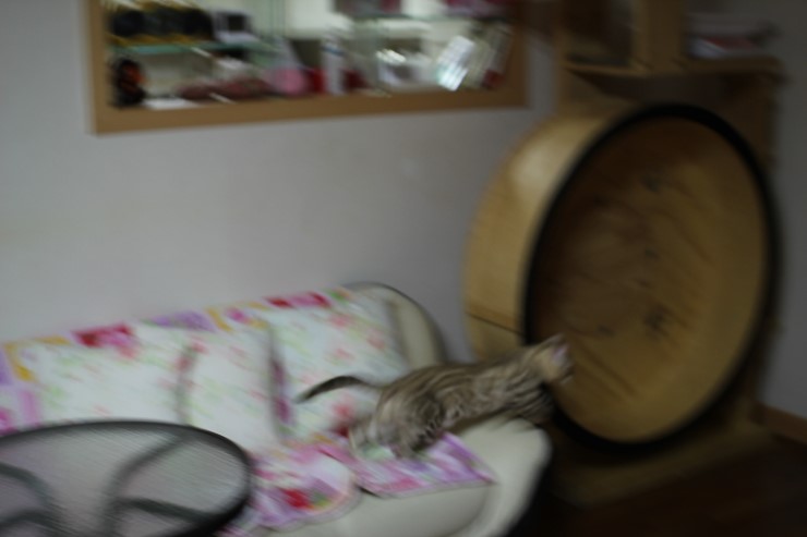 실밍크 뱅갈고양이 킹이예요~~ 관련 이미지 5