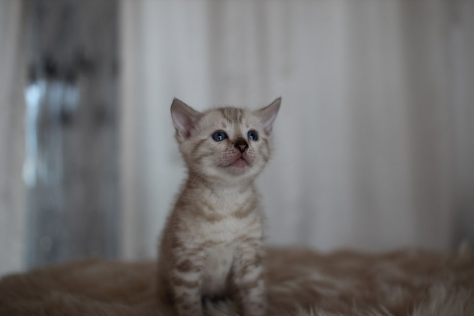 스노우뱅갈고양이 분양 오늘 빠져들어 볼까요? 관련 이미지 24