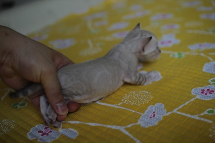 실링스 뱅갈고양이 키퍼 여아예요~ 관련 이미지 7
