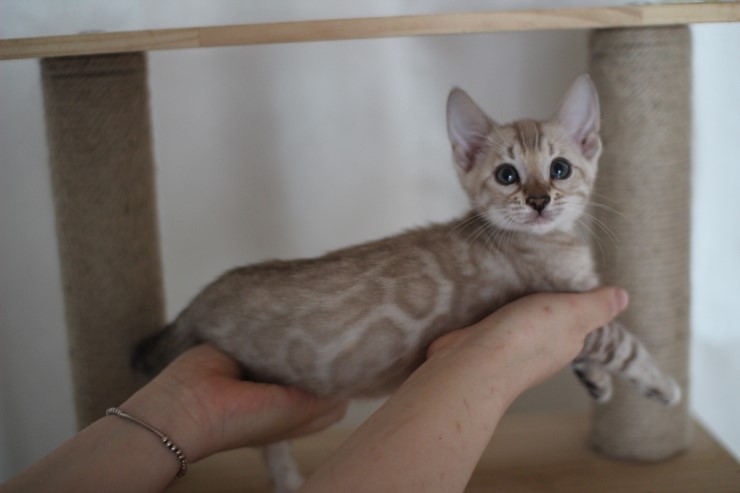 실밍크 뱅갈고양이 분양 남아 두아이 소개 합니다 관련 이미지 11