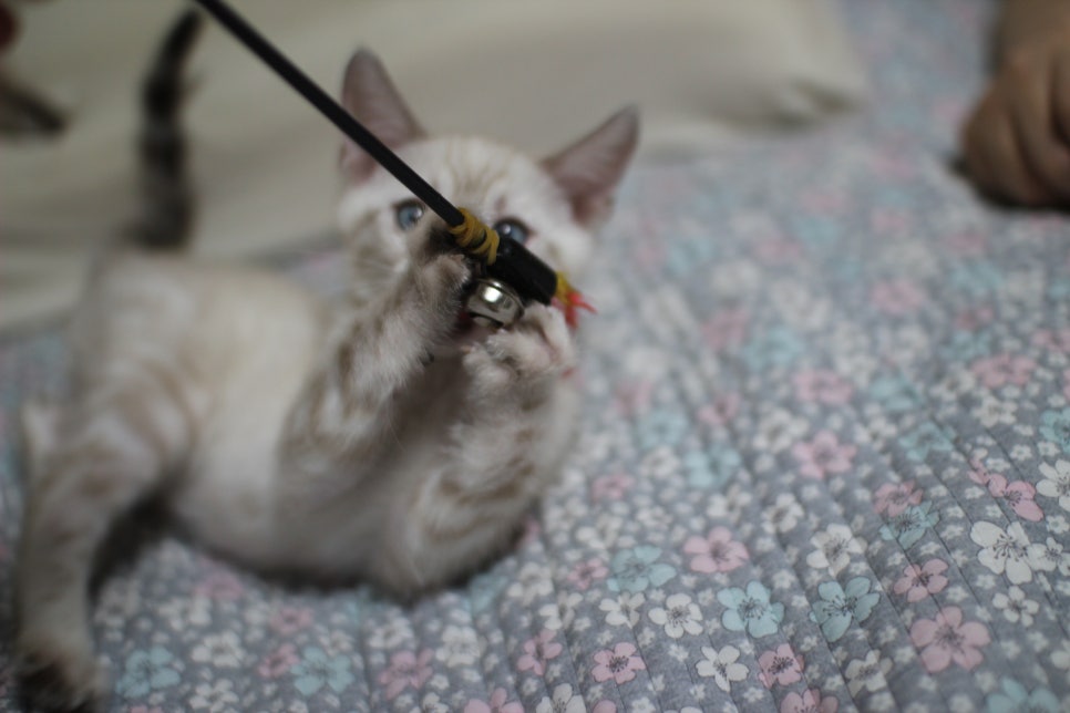 분양중인 개냥이 스노우뱅갈고양이 여아~ 관련 이미지 8