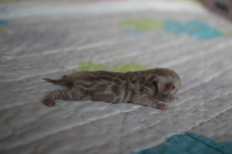 실밍크 뱅갈고양이 꼬맹이 남아 입니다~ 관련 이미지 4