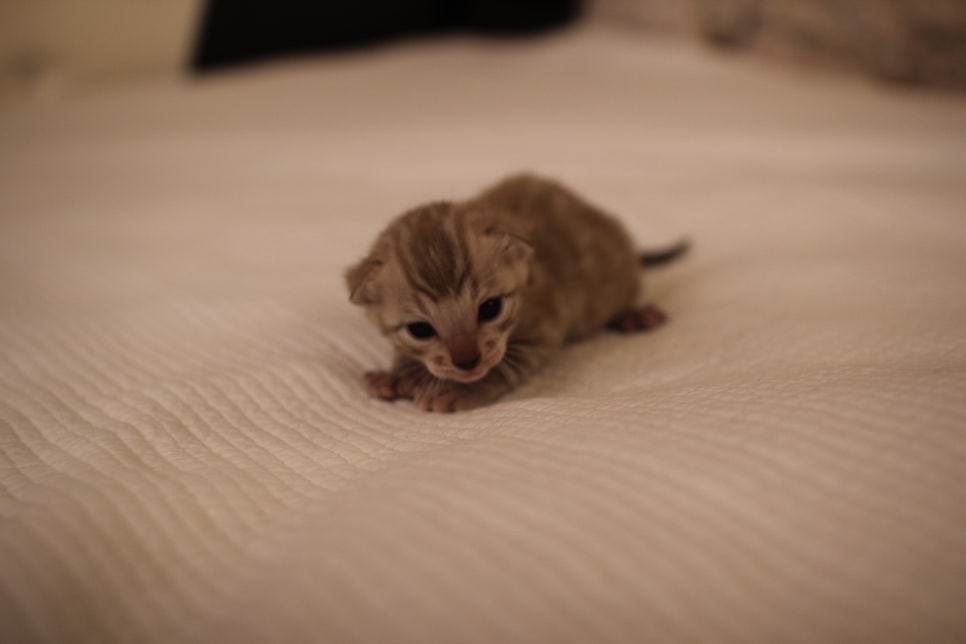 고퀄리티 스노우뱅갈고양이 아이들 분양합니다~ 관련 이미지 12