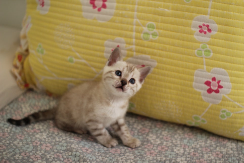 스노우뱅갈고양이 남아 분양해요~ 관련 이미지 4