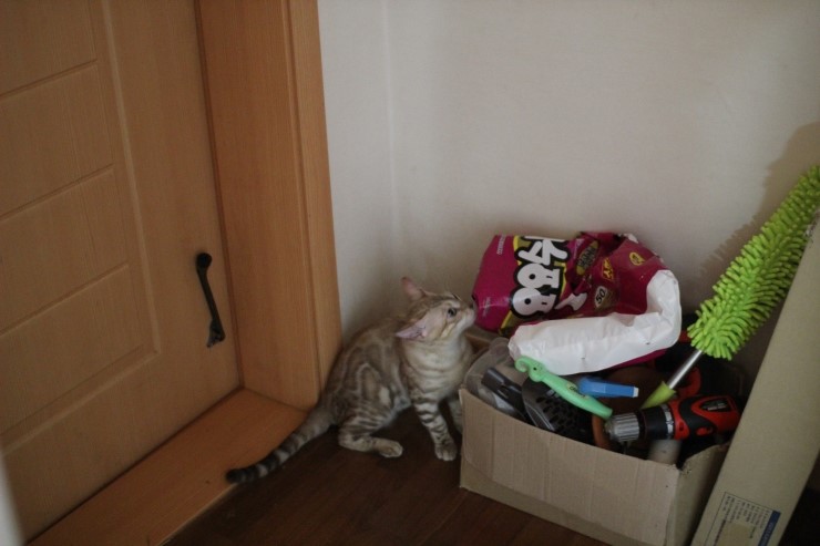 실밍크 뱅갈고양이 킹 입니다~ 관련 이미지 4