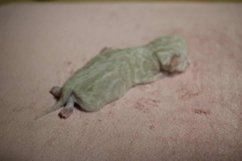 같은 패턴에 스노우뱅갈고양이 꼬물이 관련 이미지 2