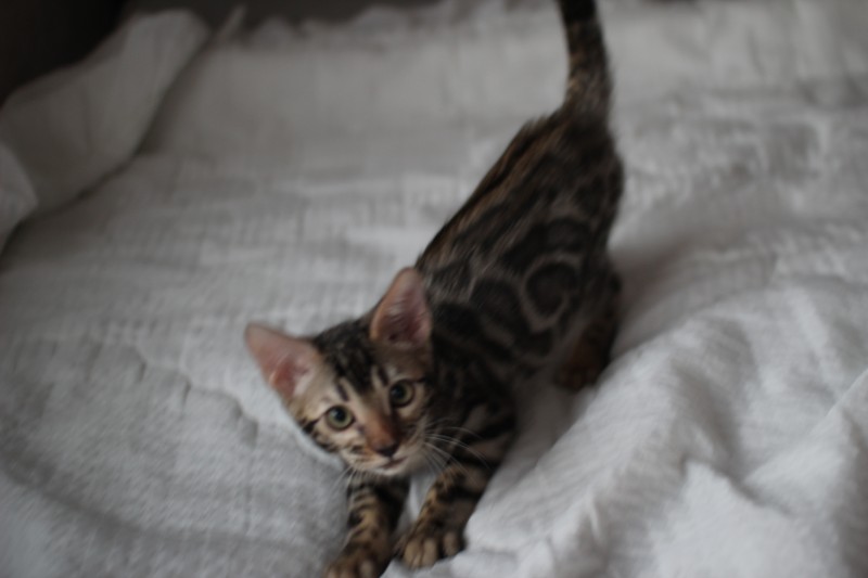 뱅갈고양이분양 반짝반짝 빛나는 모질에 아이들~ 관련 이미지 8