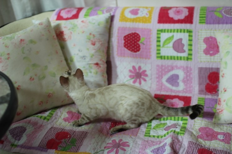 실링스 뱅갈고양이 키퍼 여아 매기에요~ 관련 이미지 3