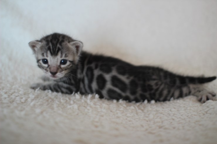 뱅갈고양이 분양 어쩜 이리도 화려할수 있을까 관련 이미지 16