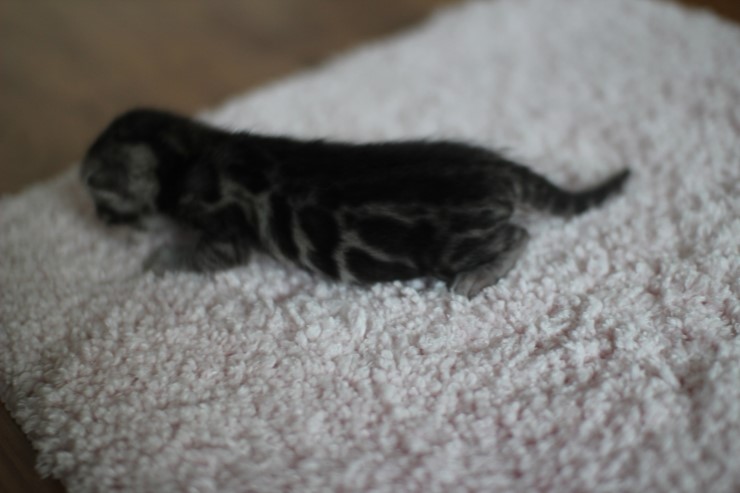 실버뱅갈고양이 꼬물이 여아예요 관련 이미지 2