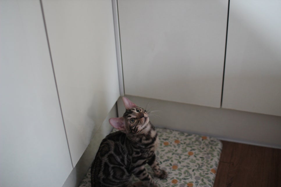 사람을 너무나 좋아하는 강아지 같은 뱅갈고양이 남아 분양해요^^ 관련 이미지 5