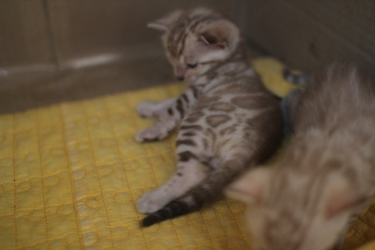 스노우 밍크 뱅갈고양이 남아예요. 관련 이미지 2