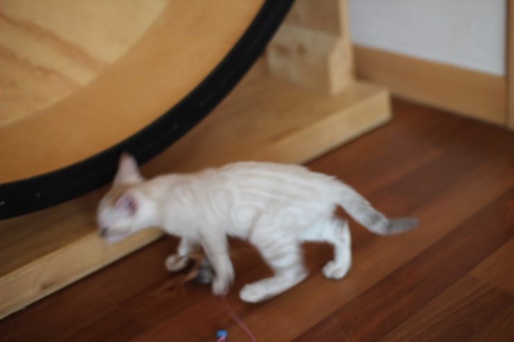 스노우뱅갈고양이 꼬맹이 깡패~ 관련 이미지 12