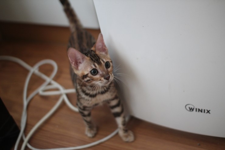 이쁘게 성장중인 뱅갈고양이 여아 중국이~ 관련 이미지 6