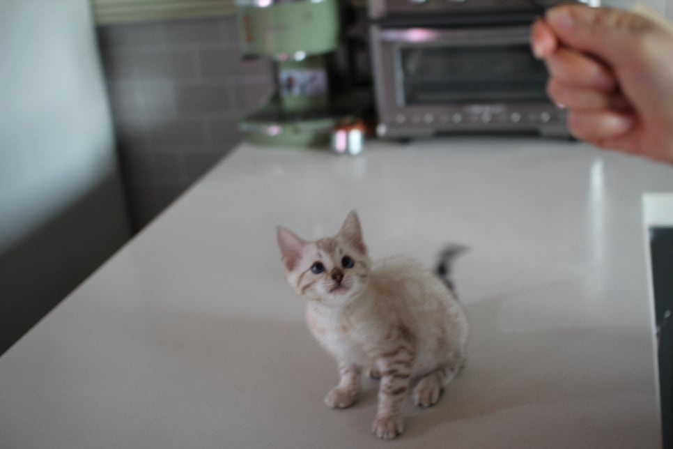 사람만 졸졸졸 따라 다니는 스노우뱅갈고양이 여아 분양해요~ 관련 이미지 4