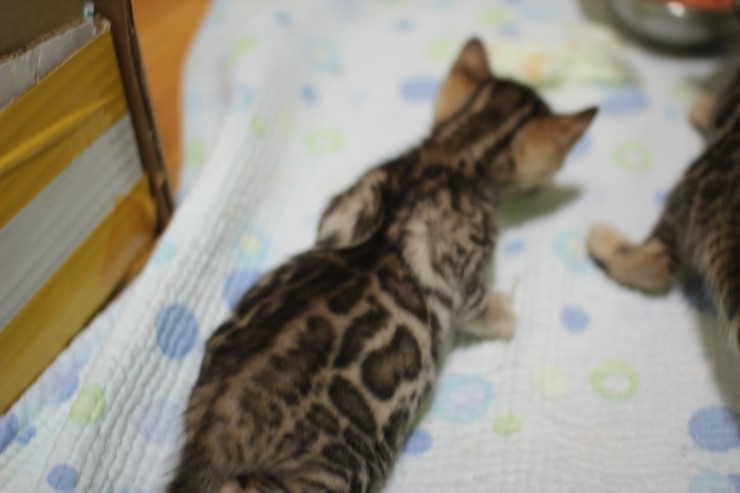 뱅갈고양이 분양 레오 추가 사진 입니다~ 관련 이미지 1