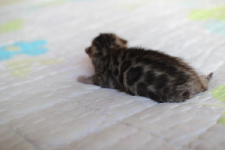 뱅갈고양이 꼬물이 여아 두아이 예약 분양 해요~ 관련 이미지 16