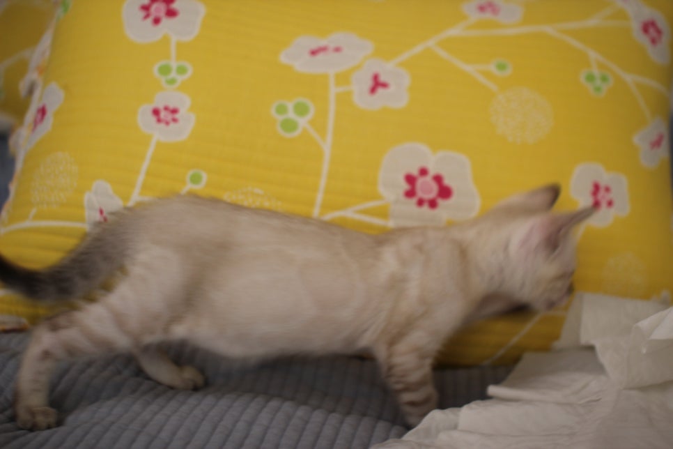 스노우뱅갈고양이 깜찍이 재롱잔치~ 관련 이미지 5