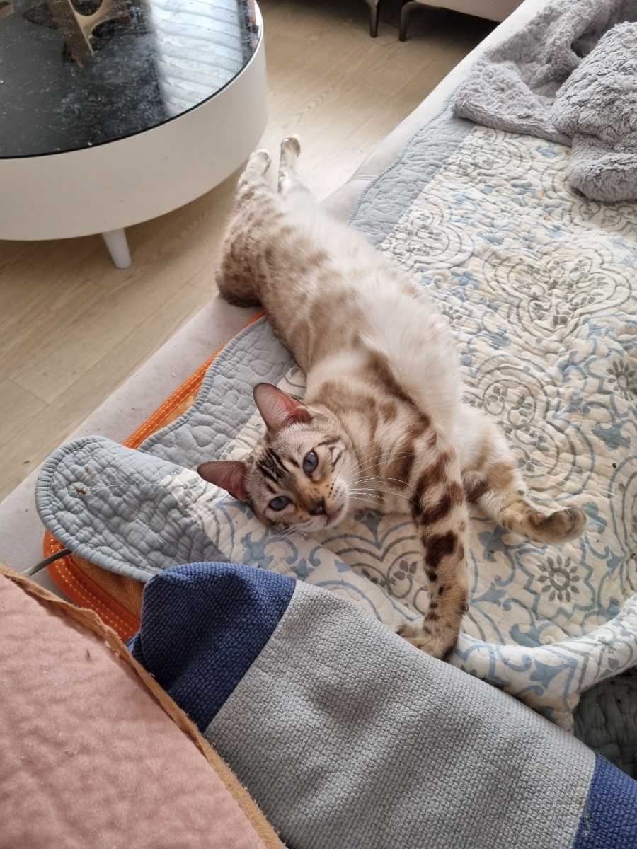 스노우뱅갈고양이 따뜻해서 좋아하네요 관련 이미지 1