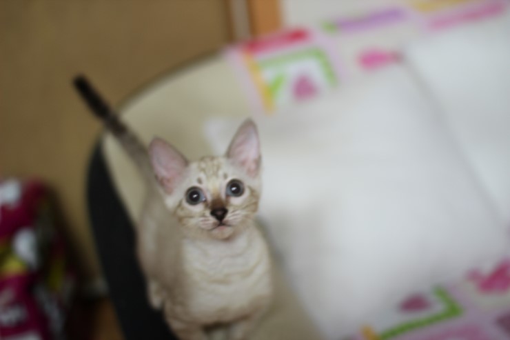 스노우 링스 뱅갈고양이 키퍼여아와 레모나예요~ 관련 이미지 8