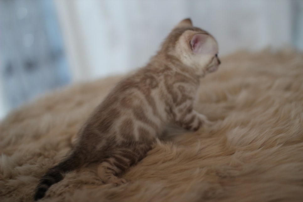 뱅갈고양이분양 멋진 빅로젯 아이들~ 관련 이미지 20