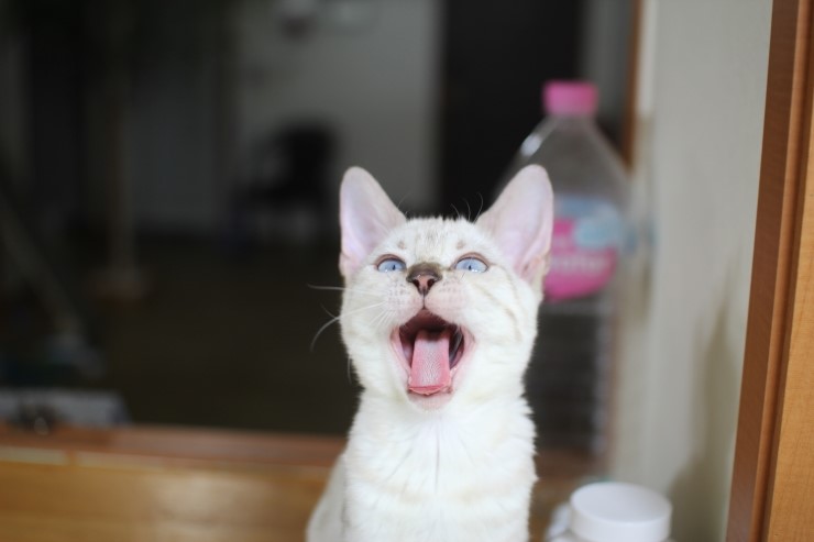 뱅갈고양이,뱅갈고양이 분양,닭고기는 마니커~~~ 관련 이미지 5