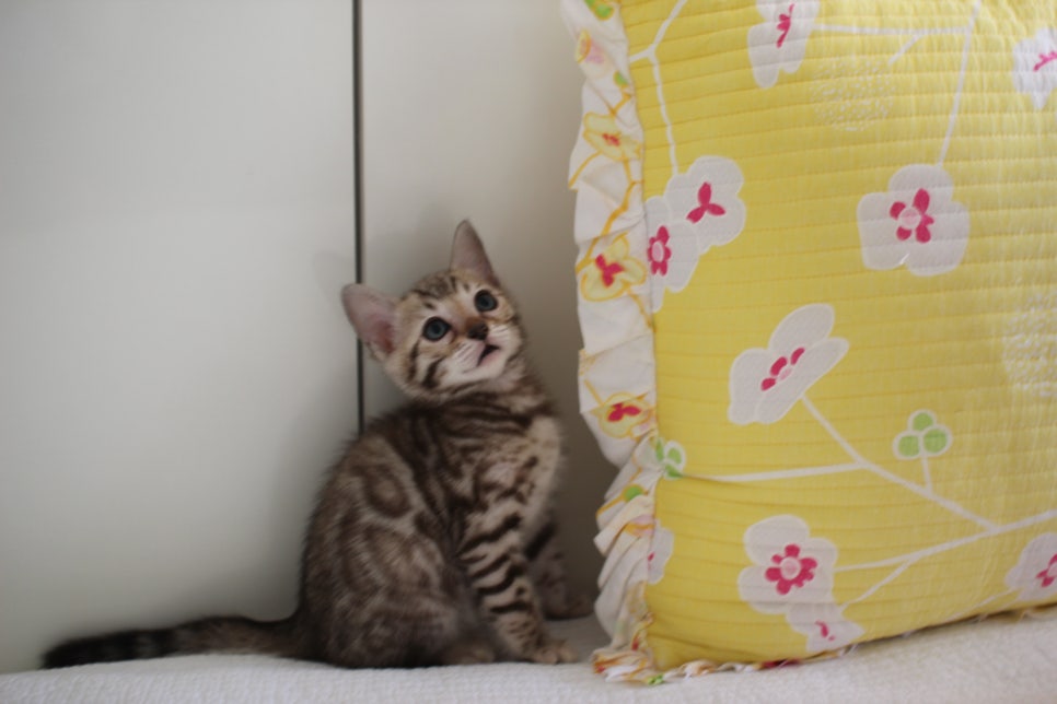 스노우뱅갈고양이 삼총사 분양해요~ 관련 이미지 1