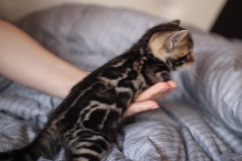 실밍크,브라운,실버뱅갈고양이 분양 합니다~ 관련 이미지 18